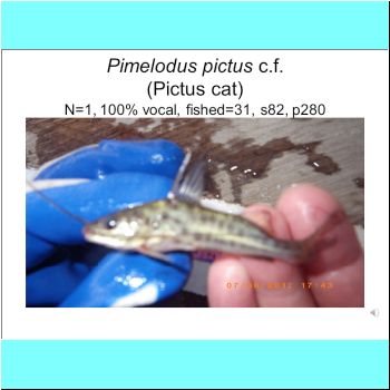 Pimelodus pictus cf.png